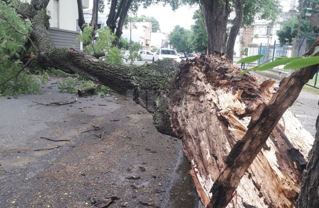 La rama cayó producto de los fuertes vientos por la tormenta de la madrugada.