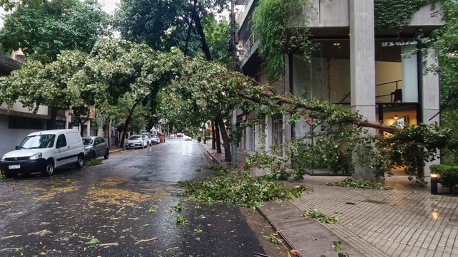 Arbol caído en Güemes y Moreno. Uno de los incidentes ocurridos durante la tormenta de anoche