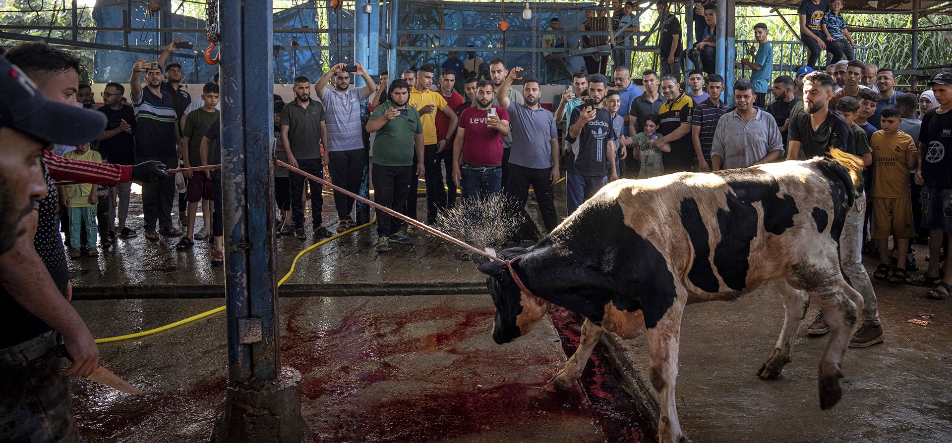 Musulmanes palestinos observan cómo se sacrifica una vaca para el sacrificio el primer día de Eid al-Adha en la ciudad de Gaza, el miércoles 28 de junio de 2023. Los musulmanes celebran la festividad para marcar la voluntad del profeta Ibrahim (Abraham a cristianos y judíos) para sacrificar a su hijo. (Foto AP/Fátima Shbair)