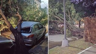 Árboles caídos en la ciudad por los fuertes vientos&nbsp;