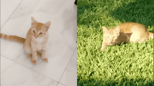 Conmoción: denuncian que desconocidos ingresaron a una casa, mataron a un gato y lo dejaron colgado de una sombrilla