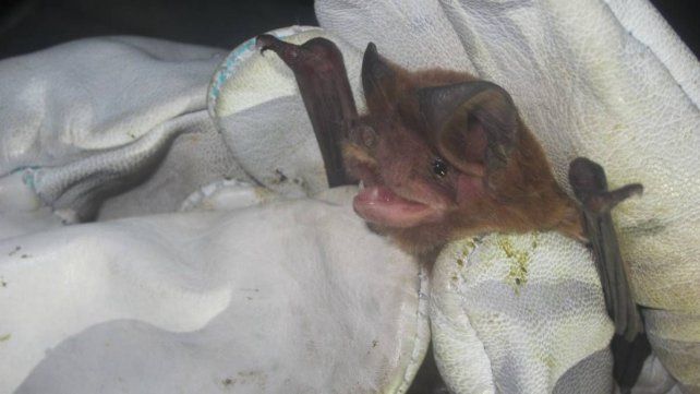Moloso pardo de orejas anchas (Eumops bonariensis su nombre científico) es la especie más común en las ciudades.&nbsp;