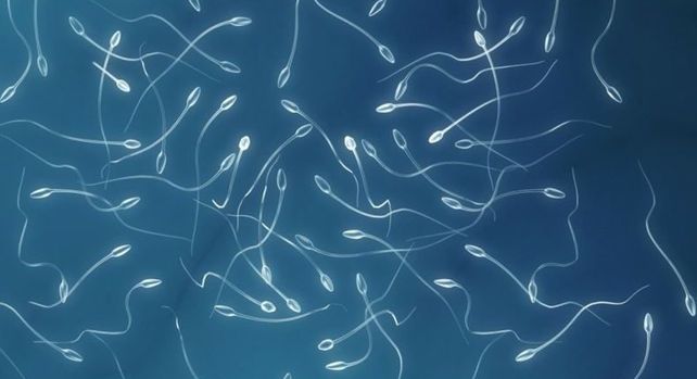 El calor inflama los testículos y reduce la fertilidad masculina