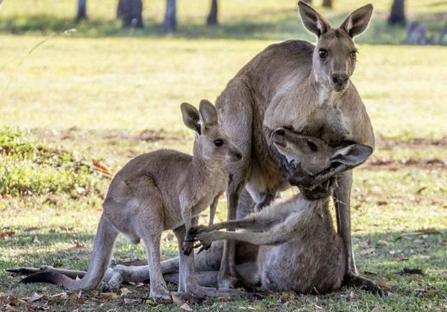 La foto que conmueve a Australia: el dolor de una familia de canguros