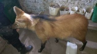 Rescataron a dos aguará guazú que eran tenidos de mascotas en un campo