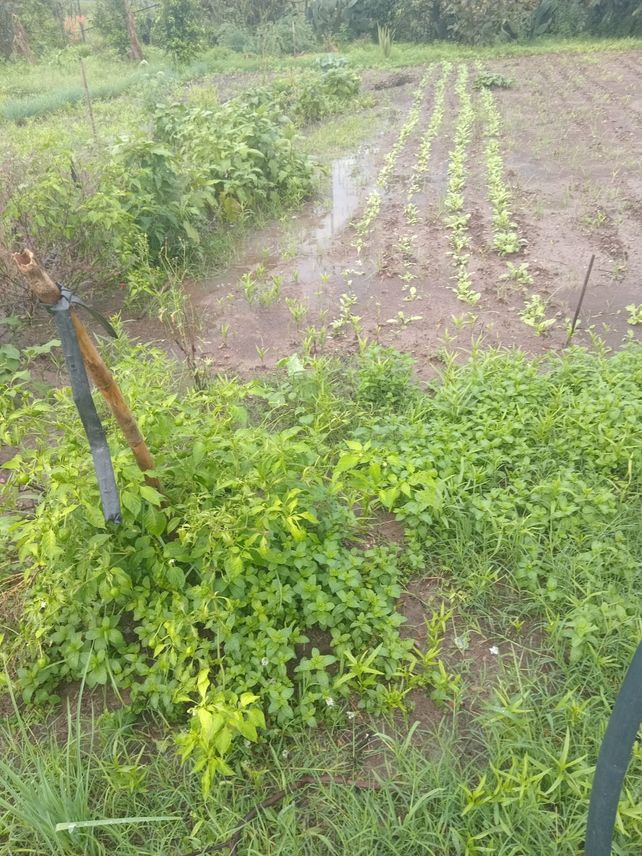 El parque huerta El Bosque, con verduras bajo agua tras las lluvias.
