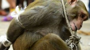Un muy travieso mono fue capturado por robar y quedó expuesto a la humillación pública