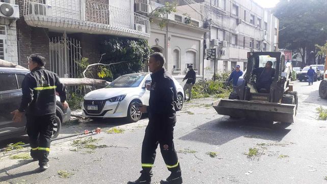 Defensa Civil montó un operativo para despejar la zona de las grandes ramas y troncos.