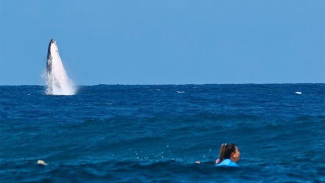 Impactante aparición. A una distancia segura de las competidoras, una ballena saltó durante el surf en Tahití.