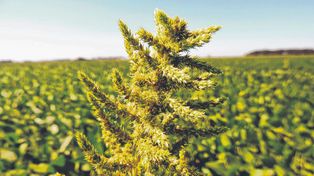 Cómo intensificar rotaciones para controlar malezas y usar menos herbicidas