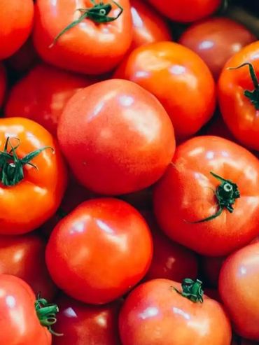 Tomate: declaran alerta fitosanitaria por presunta detección de un virus