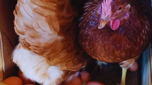 Más huevos. De cara a la próxima primavera, los productores proyectan incrementar el número de aves en postura con el objetivo de cubrir una mayor porción de la demanda local.