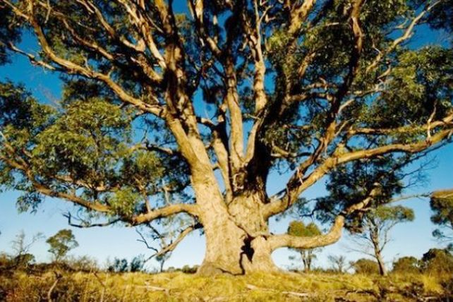 Increíble: en Australia aparecieron árboles de oro