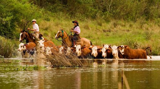Crecida del río Paraná: cómo es la tarea de los baqueanos para evacuar el ganado de las islas por El Niño