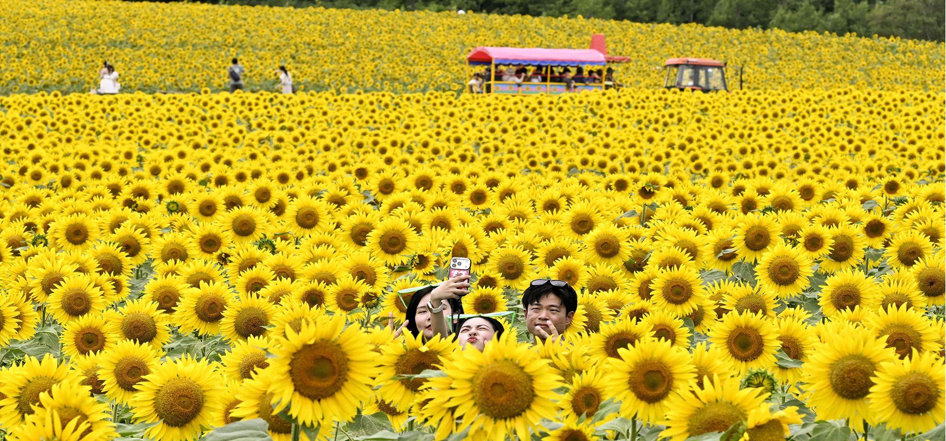 Visitantes se toman una foto en Sunflower Village, en la ciudad de Hokuryu, Hokkaido, al norte de Japón, el miércoles 12 de agosto de 2026. (Junko Ozaki/Kyodo News vía AP) Visitantes se toman una foto en Sunflower Village, en la ciudad de Hokuryu, Hokkaido, al norte de Japón, el miércoles 12 de agosto de 2026. (Junko Ozaki/Kyodo News vía AP)