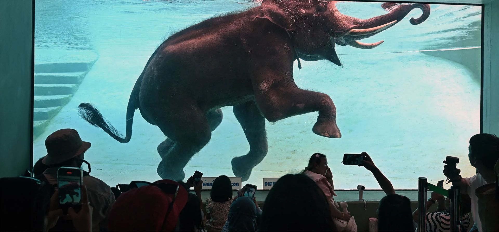 Visitantes observan cómo un elefante va a nadar en el zoológico abierto Khao Kheow en Tailandia. Fotografía: AFP/Getty Images Visitantes observan cómo un elefante va a nadar en el zoológico abierto Khao Kheow en Tailandia. Fotografía: AFP/Getty Images