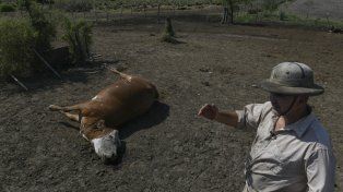 El productor Pablo Giailevra junto a una vaca muerta, en su campo donde murieron más de 300 cabezas de ganado debido a una sequía en curso, en Tostado, provincia de Santa Fe, Argentina, el miércoles 18 de enero de 2023. Miles de cabezas de ganado han murió en Santa Fe en las últimas semanas a causa de una prolongada sequía que también afecta a los principales cultivos de soja, maíz y trigo del país. &nbsp;