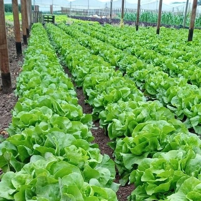 Desde un pueblo santafesino, exportan a Francia bioinsumos