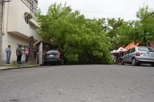 Cayó un árbol de gran porte sobre un auto en Bulevar y Mitre. Mirá las fotos