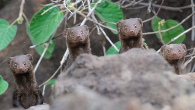 Las divertidas imágenes  del Comedy Wildlife Photography Awards 2020