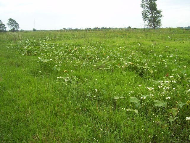 Corredores biológicos: una forma de equilibrar el agroecosistema
