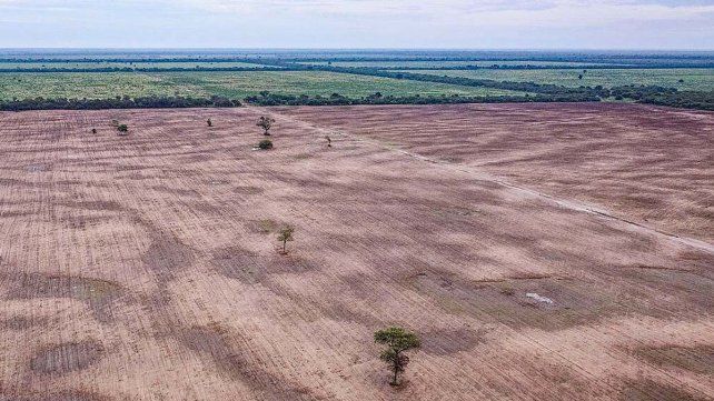 Greenpeace detectó que durante el primer semestre del año en el norte del país se deforestaron 51.600 hectáreas