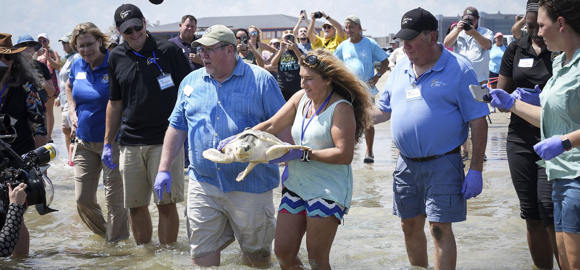 Una mujer carga a Tally, una tortuga marina golfina, mientras es liberada en el océano el martes 5 de septiembre de 2023 en Stewart Beach en Galveston, Texas. Tally fue encontrada varada en el norte de Gales en 2021. (Jon Shapley/Houston Chronicle vía AP) Una mujer carga a Tally, una tortuga marina golfina, mientras es liberada en el océano el martes 5 de septiembre de 2023 en Stewart Beach en Galveston, Texas. Tally fue encontrada varada en el norte de Gales en 2021. (Jon Shapley/Houston Chronicle vía AP)