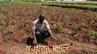 El desafío de introducir tecnologías biológicas en la agricultura africana