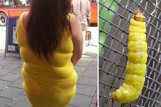 Personas, animales y objetos que son similares entre sí