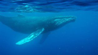 Descubren una grabación del canto de una ballena de hace casi 80 años