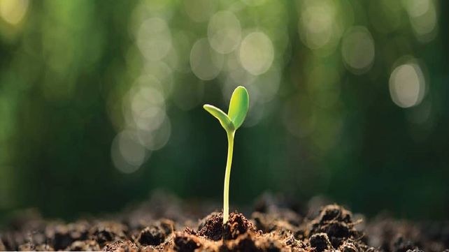 Los polifenoles son sustancias que las plantas producen para su propia defensa. Existen más de 10.000 con diferentes funciones.&nbsp;