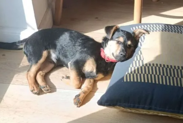 Se salvó el perrito Coco: finalmente no será deportado ni sacrificado