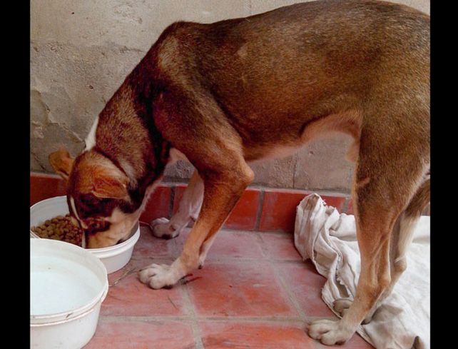 El perro estrella de la cancha de Central es dado en adopción