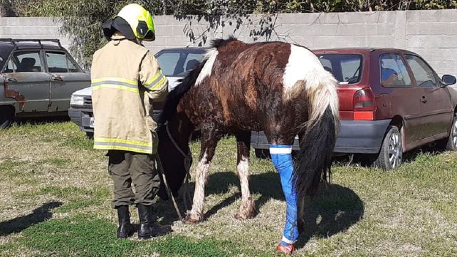 Un caballo muy flaco quedó atrapado en una boca de tormenta