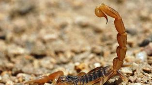 Picaduras. Es una temática que nos preocupa y ocupa sobre todo llegando al verano, indicaron los especialistas.