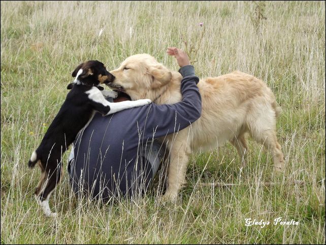Una madre ofrece su auto como recompensa para quien le devuelva a su perro