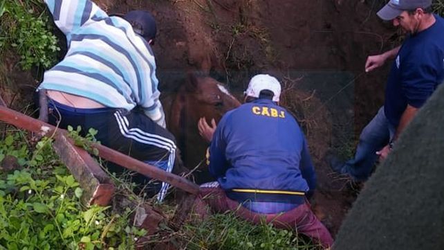 Una yegua se cayó en un pozo y debieron rescatarla con una retroexcavadora
