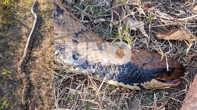 Asesinaron a una culebra en la costanera ñacaniná y advierten que se las debe dejar tranquilas y no matarlas.