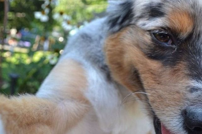 Fotos selfies de los animalitos más divertidos