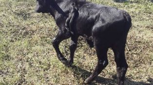 Nació en la provincia un ternero con seis patas