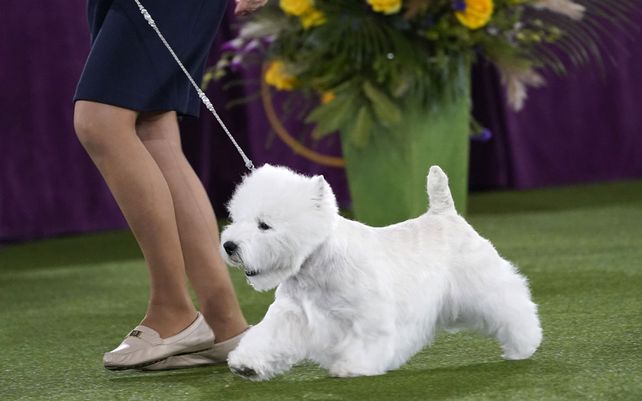 Un terrier blanco de West Highland llamado Boy deja el ring después de obtener el primer lugar en el grupo de terrier en la exposición canina del Westminster Kennel Club