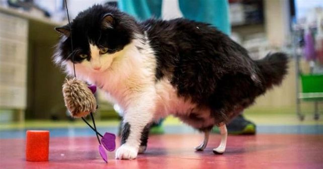 Implantaron patas biónicas a gato con una cirugía sin precedentes en Europa