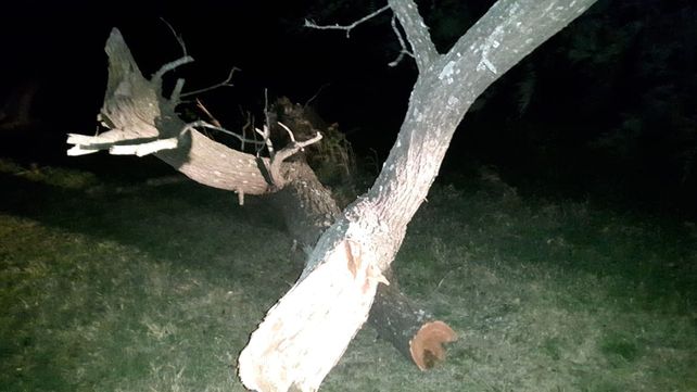 Un peligro. El árbol se desparramó sobre una parte de la ruta 12