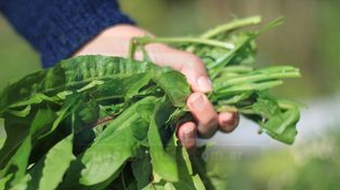 Producción de alimentos orgánicos: crecieron superficie y establecimientos&nbsp;