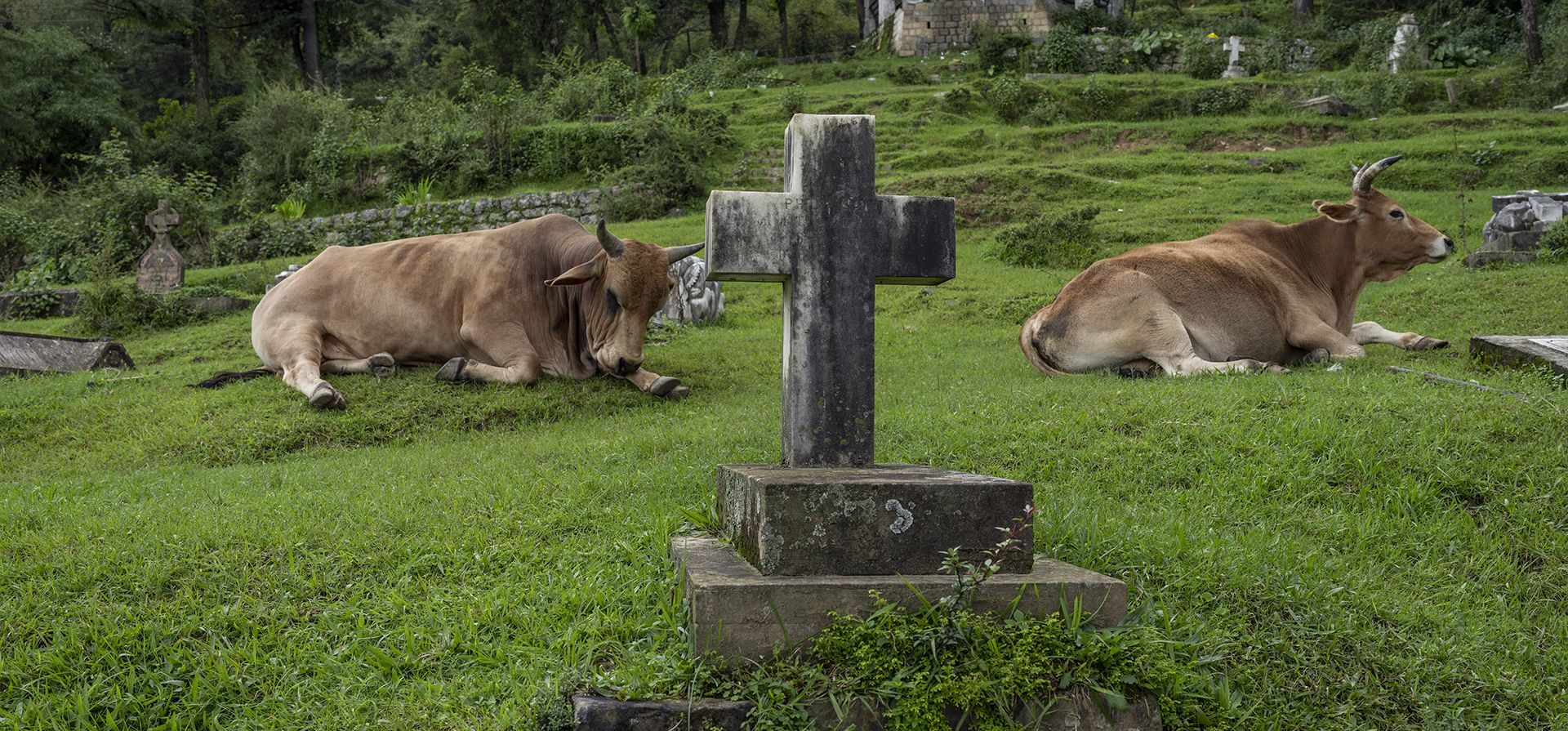 Un toro y una vaca descansan en el cementerio de la iglesia de San Juan en Dharmsala, India, el miércoles 10 de agosto de 2022.