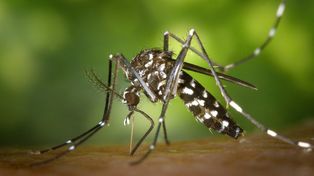 Repelentes naturales y trucos para ahuyentar a los mosquitos