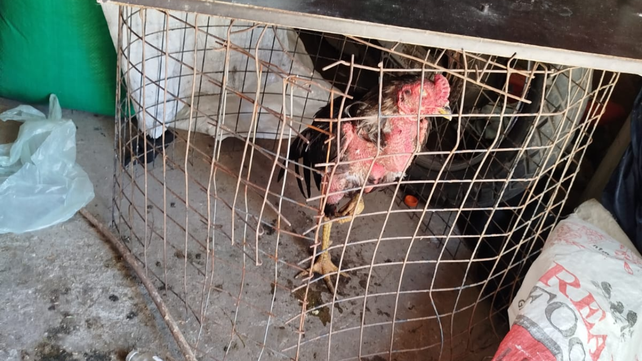 El parte policial indica que los gallos fueron encontrados en regular estado de salud.