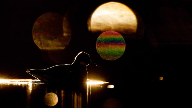 Imágenes ganadoras del concurso Bird Photographer of the Year 2020