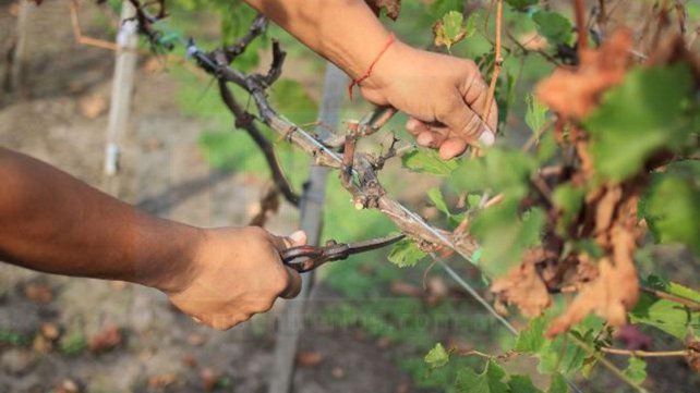 Paraná se convertirá en el epicentro del enoturismo y la gastronomía regional