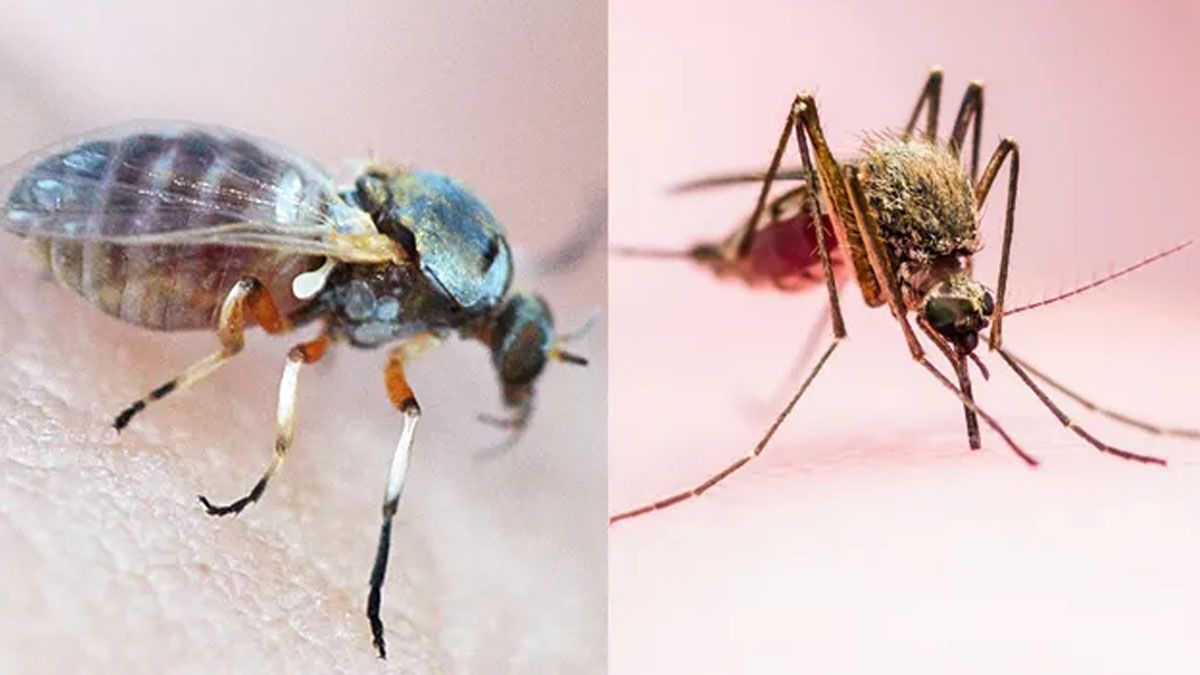 Qué diferencia hay entre los mosquitos y los jejenes